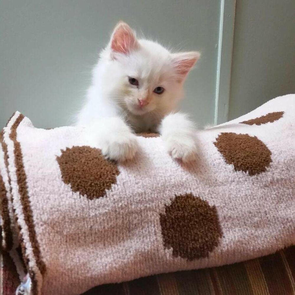 Meet your Posher, Dora